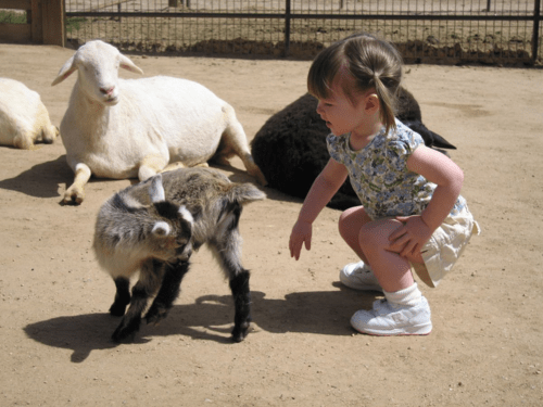 arizona-scottsdale-rawhide-petting farm