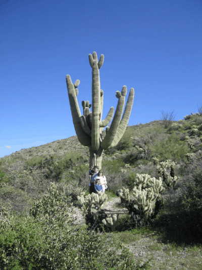 arizona-scottsdale-sonoran desert tour-saguaro