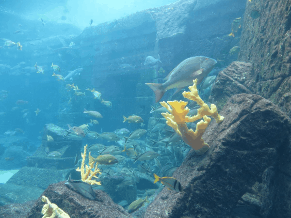 Bahamas-Atlantis-Dig aquarium