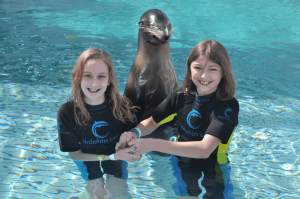 Bahamas-Atlantis-Dolphin Cay-sea lions