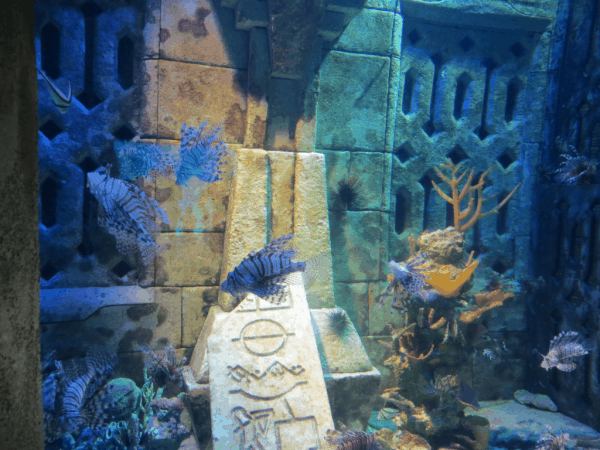 Bahamas-Atlantis-Dig aquarium-zebra fish