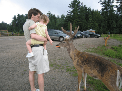 montebello-omega park-feeding deer
