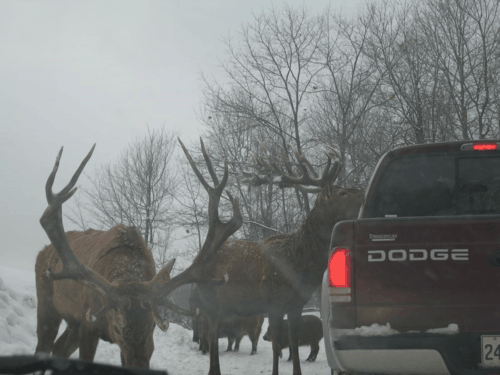 montebello-driving through omega park