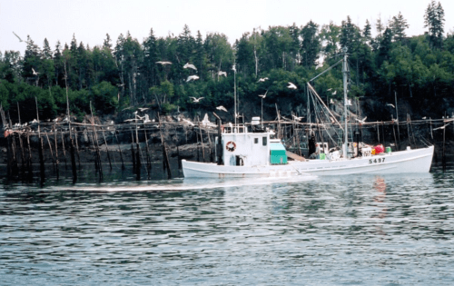 new brunswick-bay of fundy-herring weirs