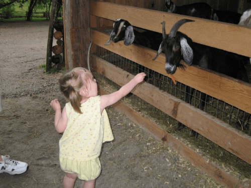 montebello-omega park-feeding goats