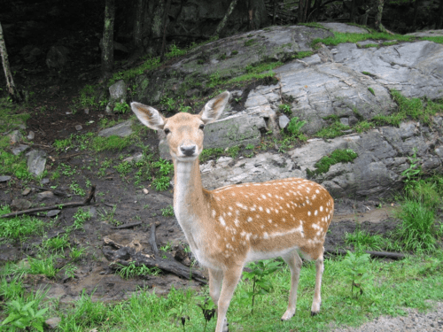 montebello-omega park-deer