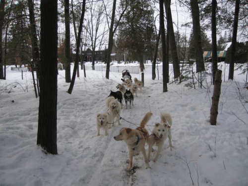 chateau montebello-dogsledding