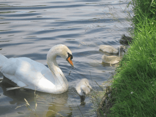 ontario-stratford-avon river-swans