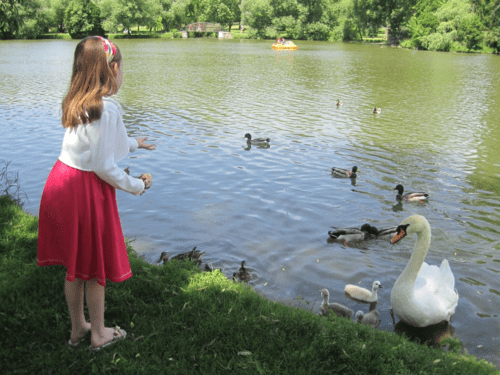 ontario-stratford-girl feeding swans and ducks