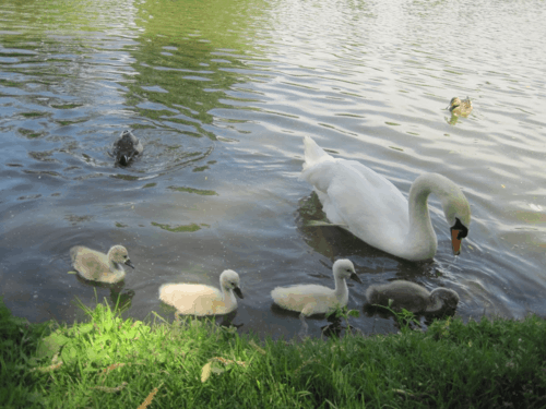 stratford-avon river-swan and babies