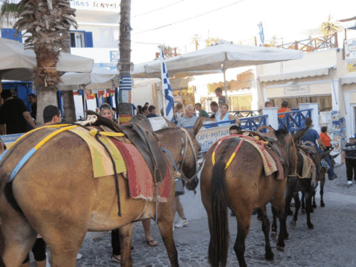 santorini-donkeys in fira