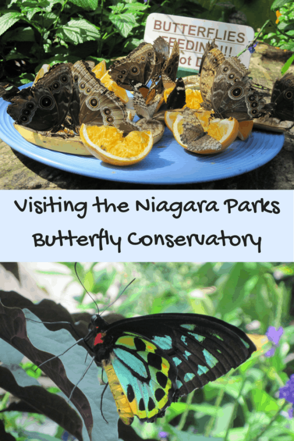 Visiting the Niagara Parks Butterfly Conservatory - Gone with the Family