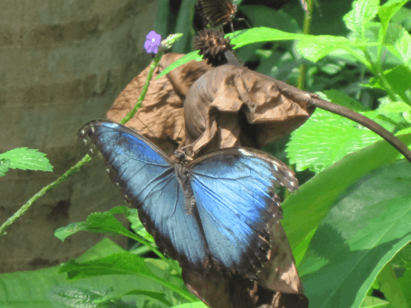 Niagara Parks Butterfly Conservatory