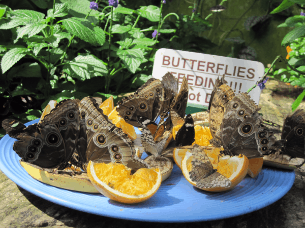 Niagara Parks Butterfly Conservatory