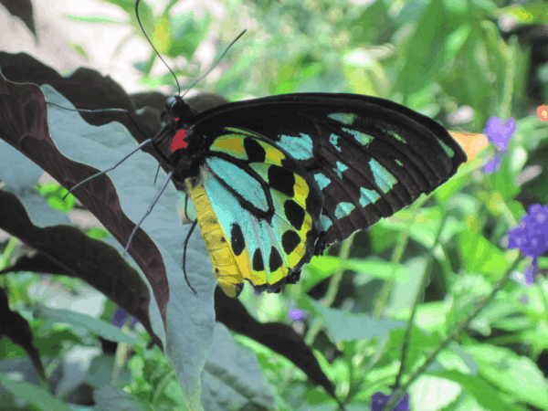 Niagara Parks Butterfly Conservatory