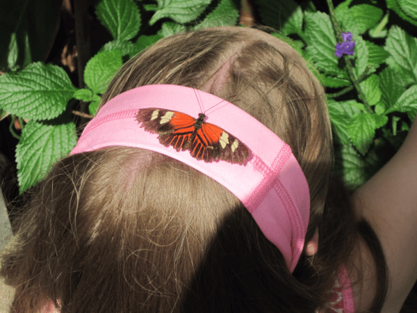  Niagara Parks Butterfly Conservatory