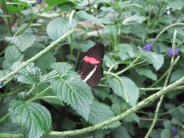 Niagara Parks Butterfly Conservatory butterfly