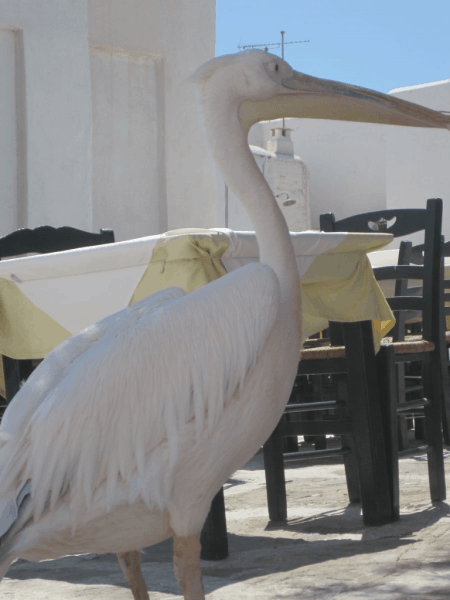 Greece-Pelican mascot - Mykonos