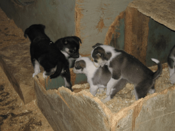 Puppies at Husky Homestead in Alaska