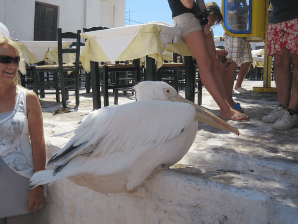 greece-Mykonos pelican