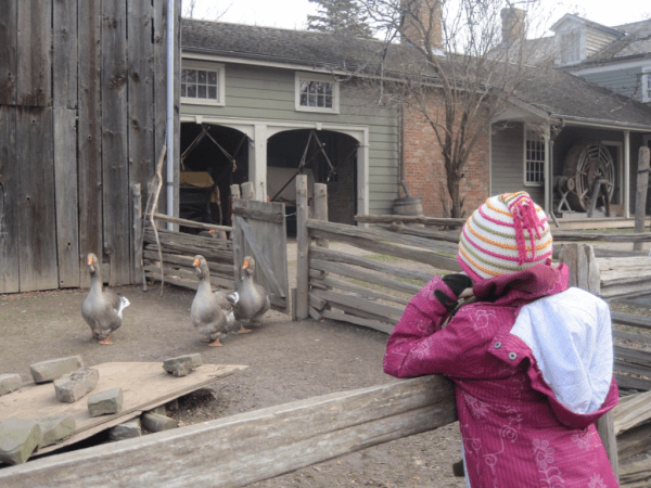 Farmyard at Black Creek Pioneer Village