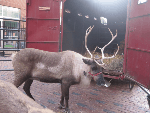 Reindeer at Toronto Christmas Market
