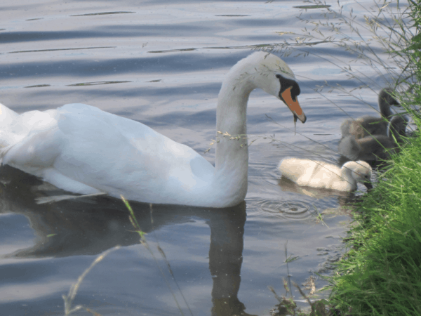 Swans in Stratford, Ontario
