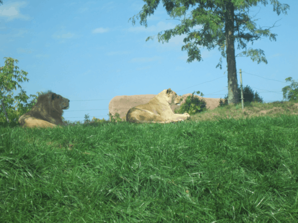 Toronto Zoo Lions