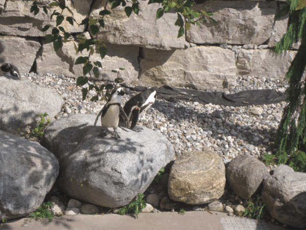 Penguins at Toronto Zoo