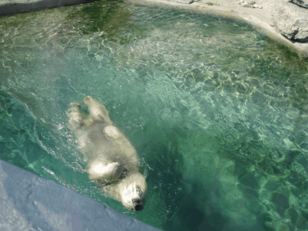 Polar Bear doing backstroke at Toronto Zoo