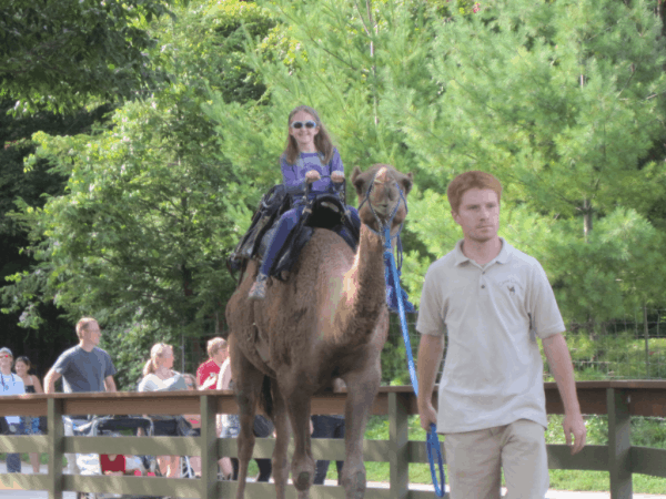 riding camel at Toronto Zoo