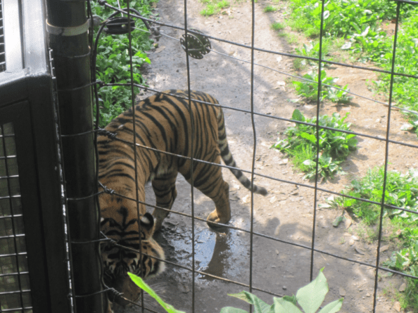 Pacing Tiger - Toronto Zoo