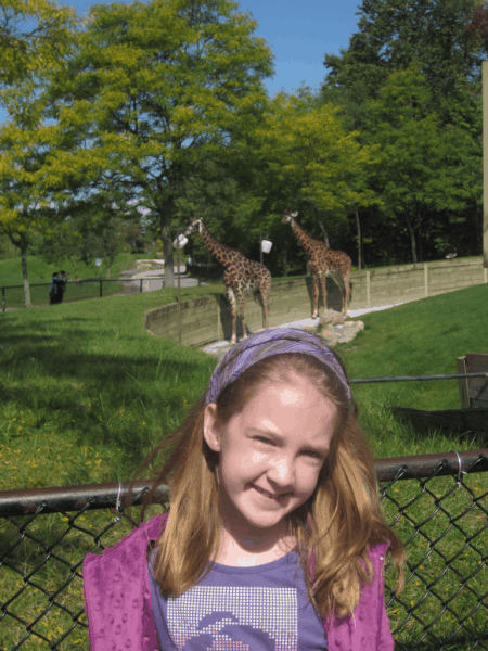 Giraffes - Toronto Zoo