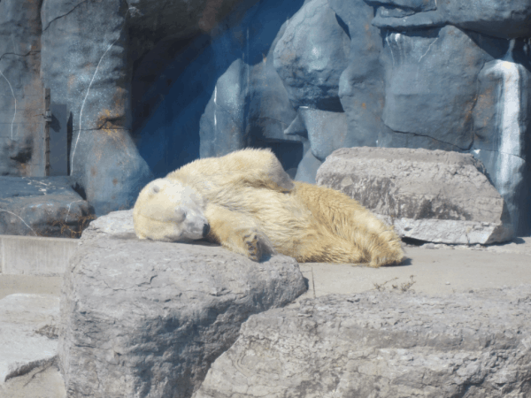 Sleeping Polar Bear at Toronto Zoo