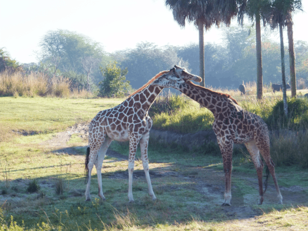 Disney World-Giraffes at Animal Kingdom