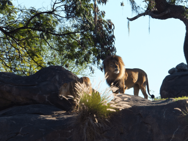 Disney World-Lions at Animal Kingdom