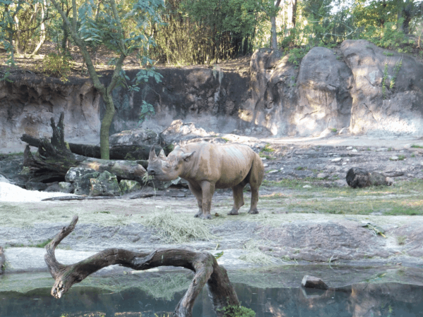 Disney World-Rhinoceros at Animal Kingdom