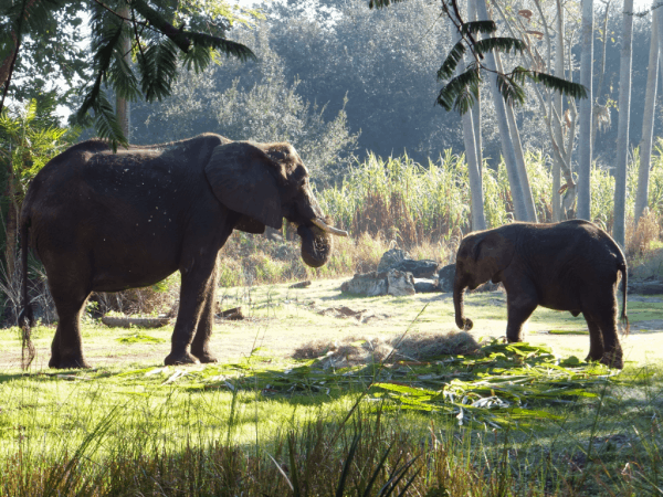 Disney World-Elephants at Animal Kingdom