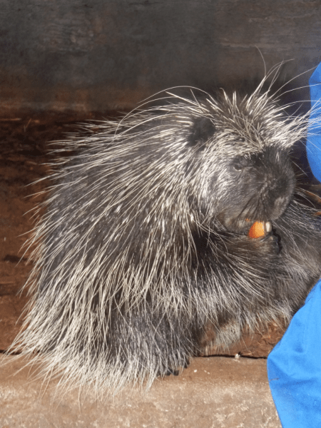 Sudbury-Science North-porcupine