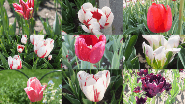 Ottawa-tulip festival-tulips
