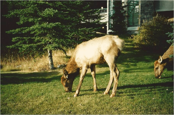 Canada-Elk in Banff National Park