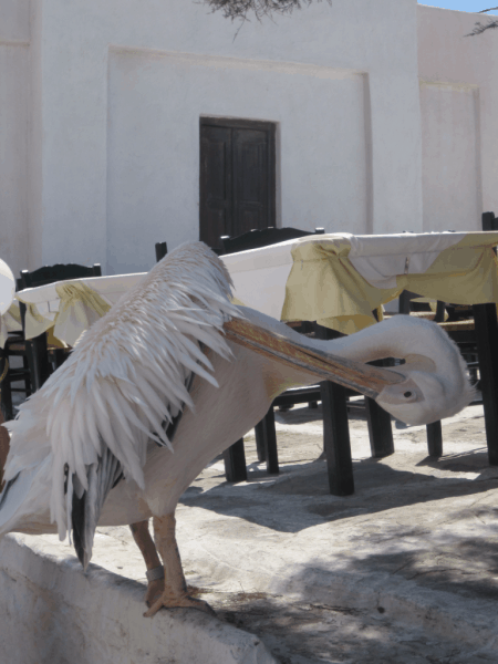 Pelican in Mykonos