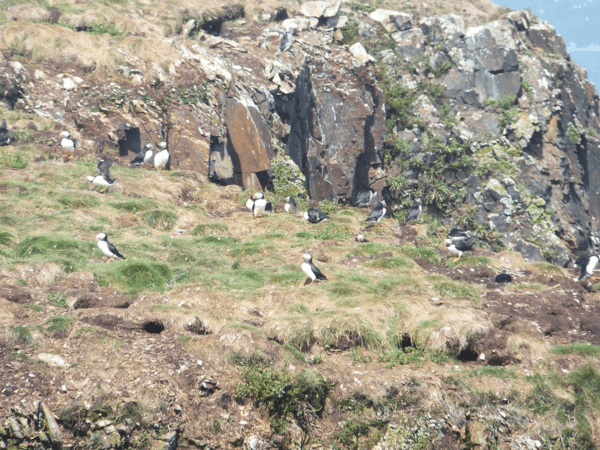 newfoundland-elliston-puffins