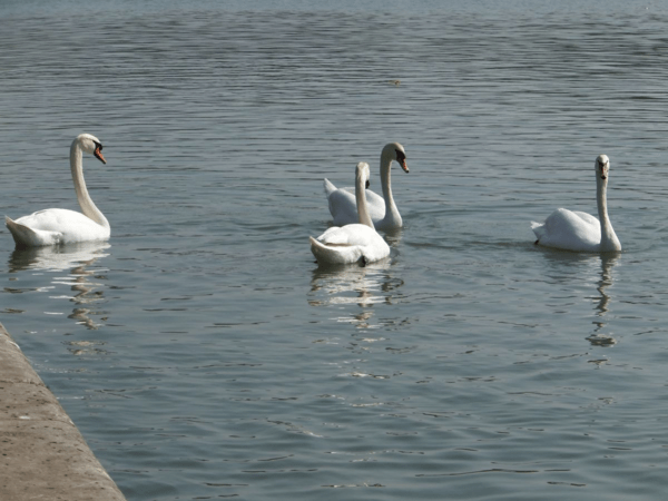 Chateau de Versailles-gardens-swans