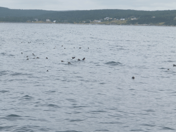 Newfoundland-Witless Bay 