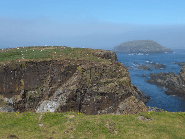 newfoundland-elliston-puffins