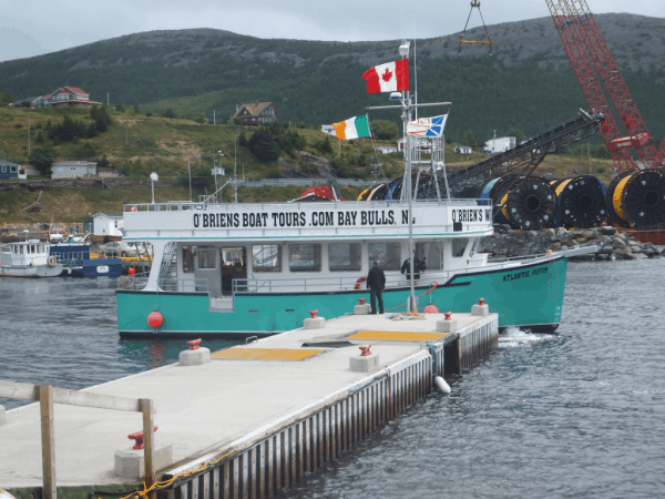 Newfoundland-Witless Bay-O'Briens Boat Tours