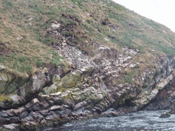 Newfoundland-Witless Bay 