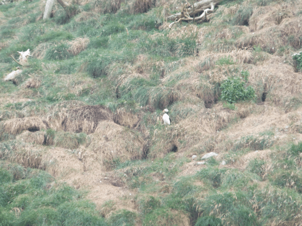 Newfoundland-Witless Bay-Puffin sighting on cliffs 