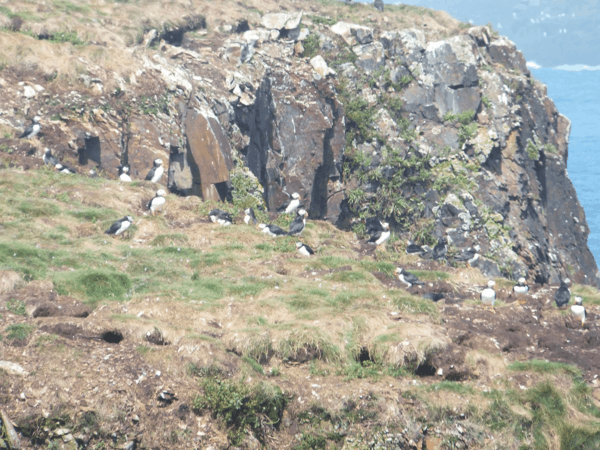 newfoundland-elliston-puffins